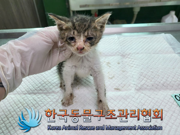 한국동물구조관리협회_441398202300297